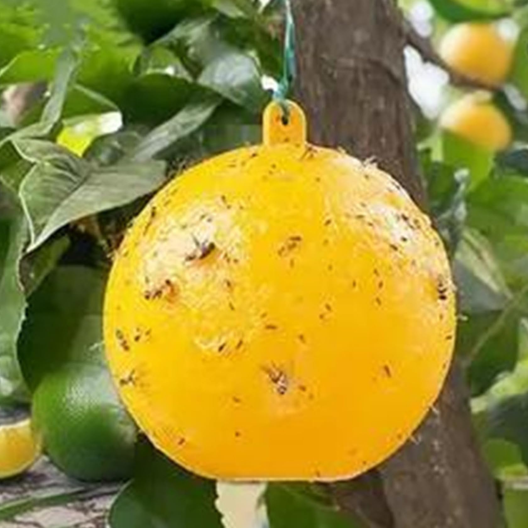 Solabiol - Piège à Phéromone - Mouche De L'olive