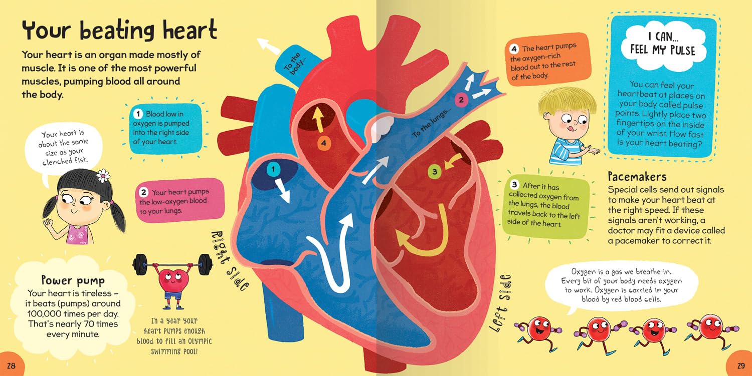 First Body Book-Set off on a Head-to-Toe Adventure through the Human Body-Includes over 20 Anatomical Diagrams and a Colorful Body Systems Wall Poster