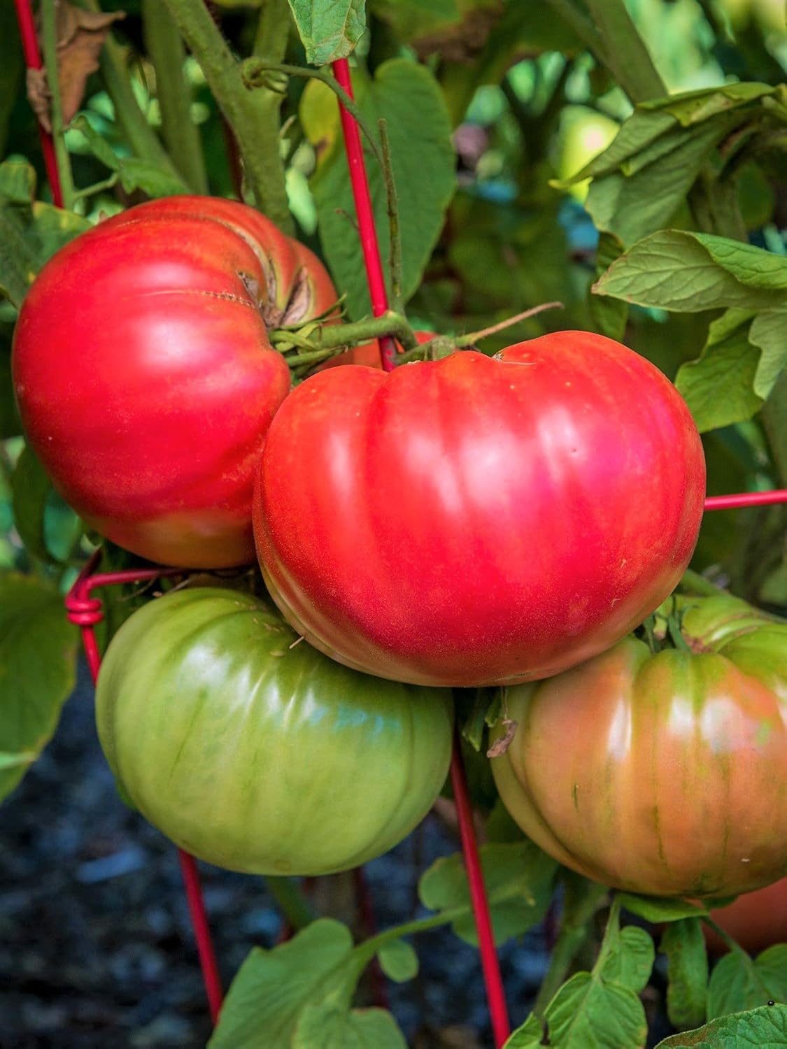 Set of 3 Beefsteak Tomato Plants Live, Heirloom Tomato Plants, Tree Tomato Plant