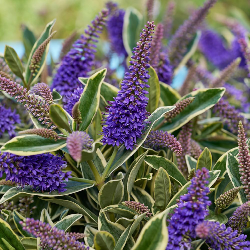 YouGarden Hebe Addenda 'Wild Blue', 1 x 17cm Pot, Evergreen Variegated Flowering Shrub, Blue Blooms, Patio Plant