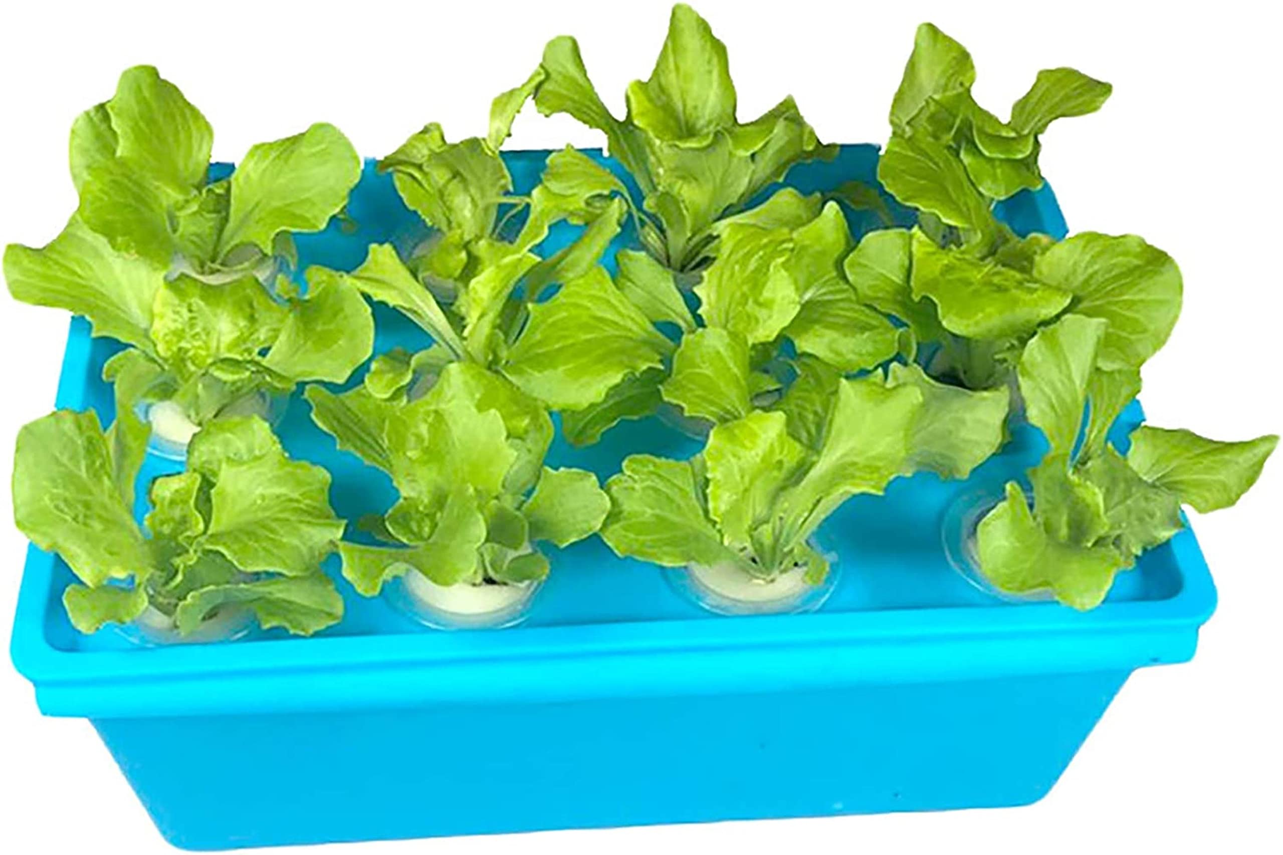 Système hydroponique 12 trous pour culture sans terre de salades et herbes aromatiques
