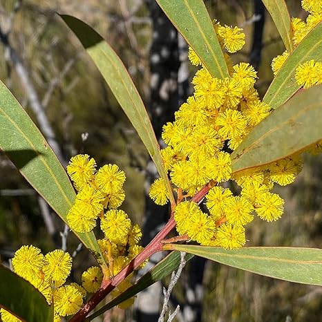Amazon Co Jp アカシア ルビダ7号ポット苗 品種で選べる花木苗 7号ポット 1個売り 学名 Acacia Rubida 英名 Red Stemmed Wattle マメ科 ネムノキ科 アカシア属 常緑小高木 原産地 東オーストラリア 日本ではまだ珍しい アカシア品種です ルビダ は 赤みがかっ