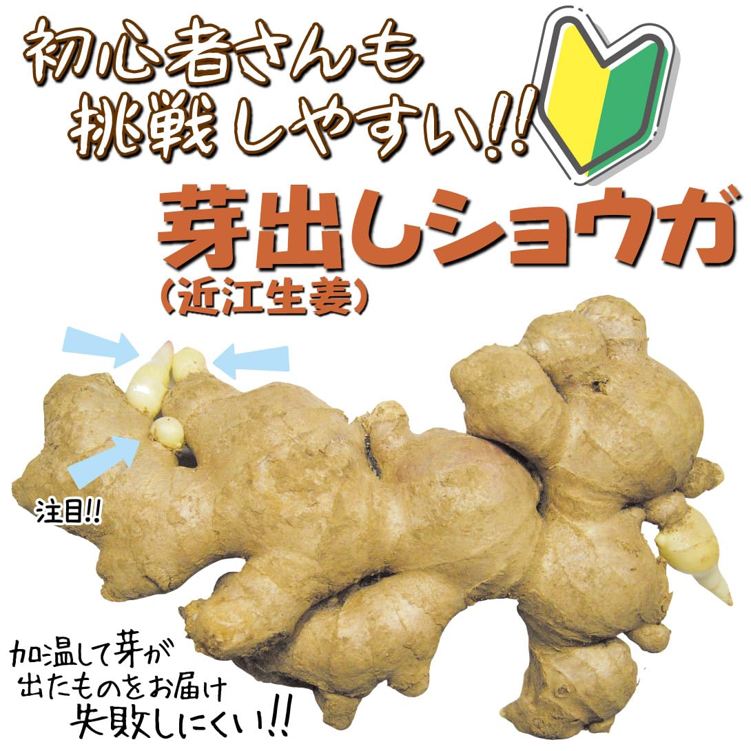 Amazon.co.jp: 種ショウガ 芽出しショウガ(近江生姜) 500g / 国華園 25