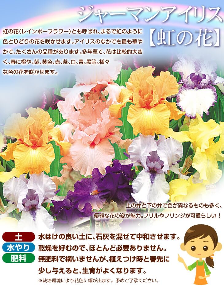 Amazon.co.jp: ジャーマンアイリス 株分け苗 アコマ 1株 ジャーマン