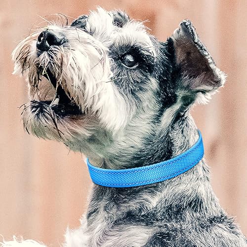 Miniatura 2 de PetJoy Collar de repuesto para collar de choque, collar reflectante para perro, collar de perro fuerte, duradero y ajustable, juego de 2 piezas para