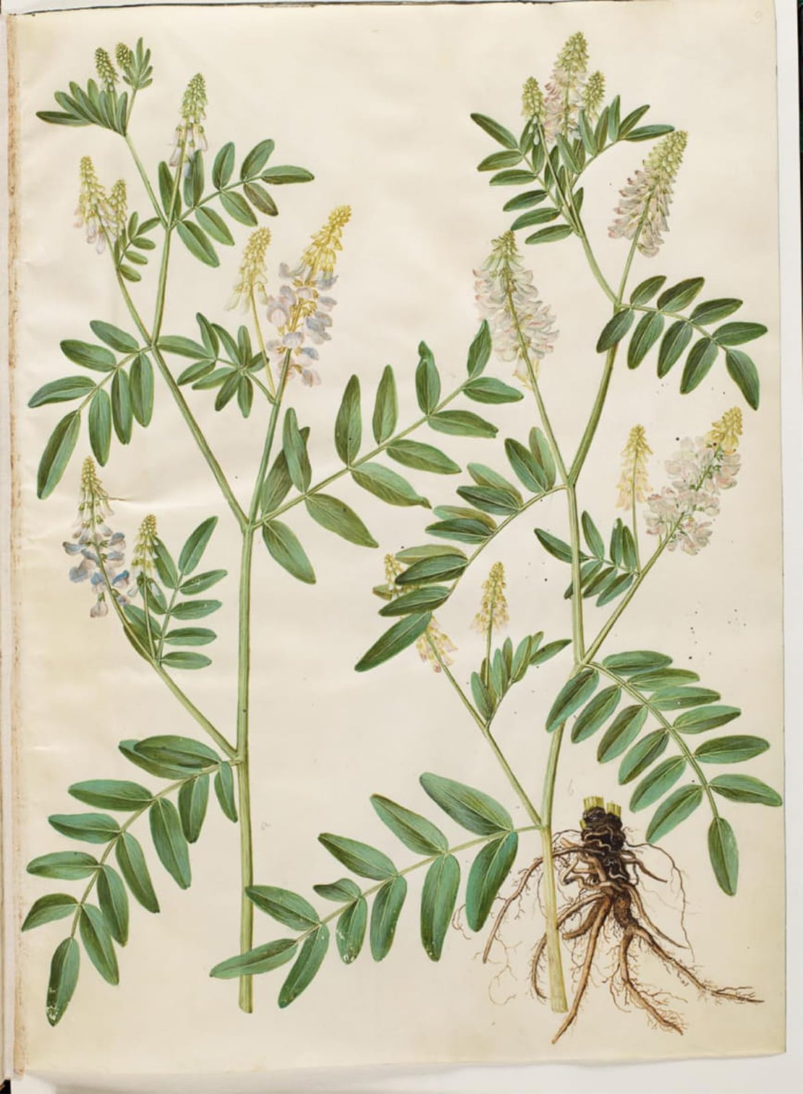 ARTXLXXBN Famous Art Print Poster Vintage Wall Art Galega Officinalis by Hans Simon Holtzbecker Canvas Art Poster for Home Decor 60x90cm