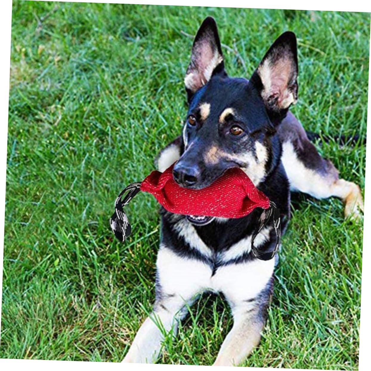 Happyyami 2piezas Almohada De Entrenamiento para Perros Juguete Interactivo De Tirar y Morder Equipamiento De Adiestramiento para Cachorros Fabricada Resistente y Duradera para Ejercicios De