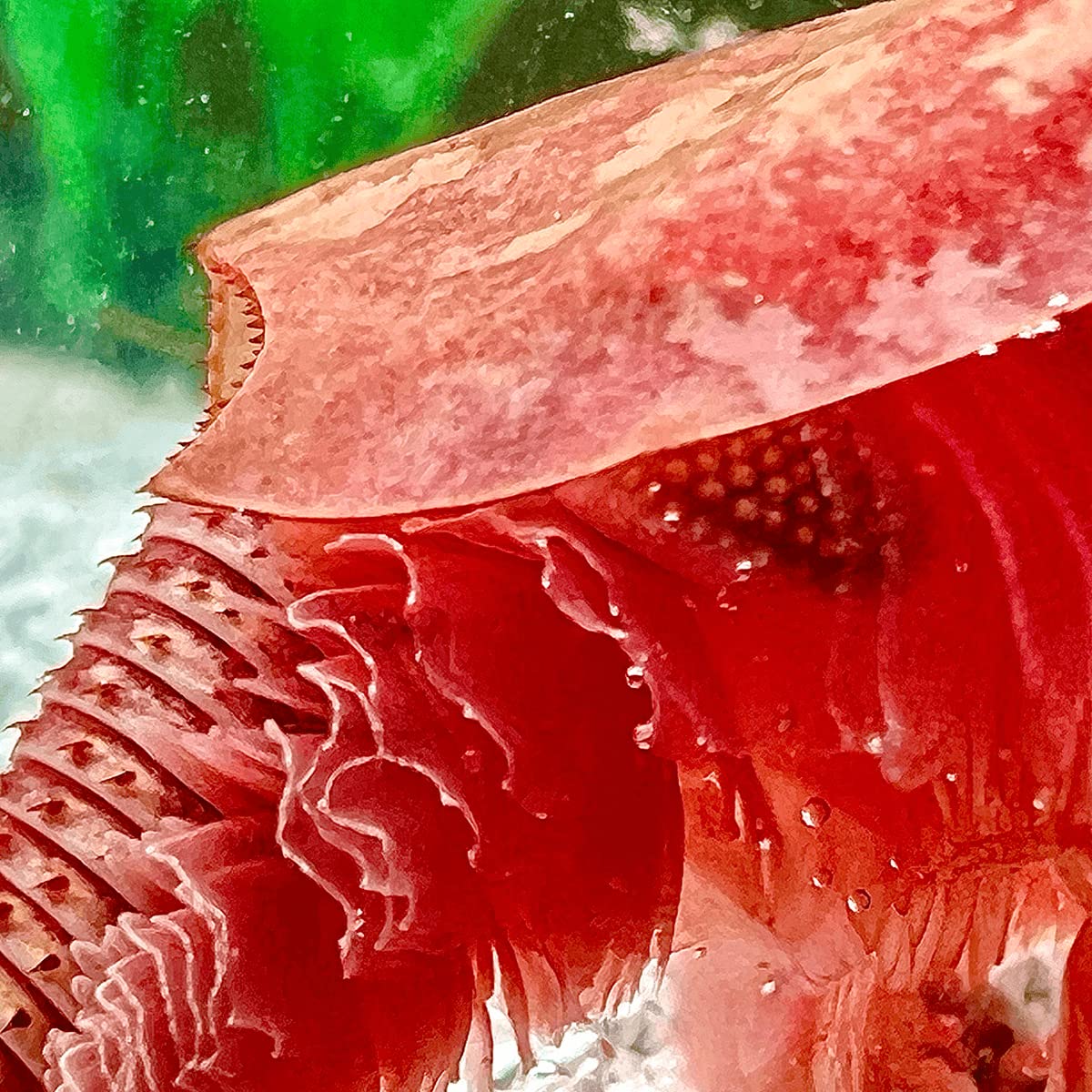 Triops-Universe Zuchtset - Urzeitkrebse Cancriformis Albino Mit 5L Becken