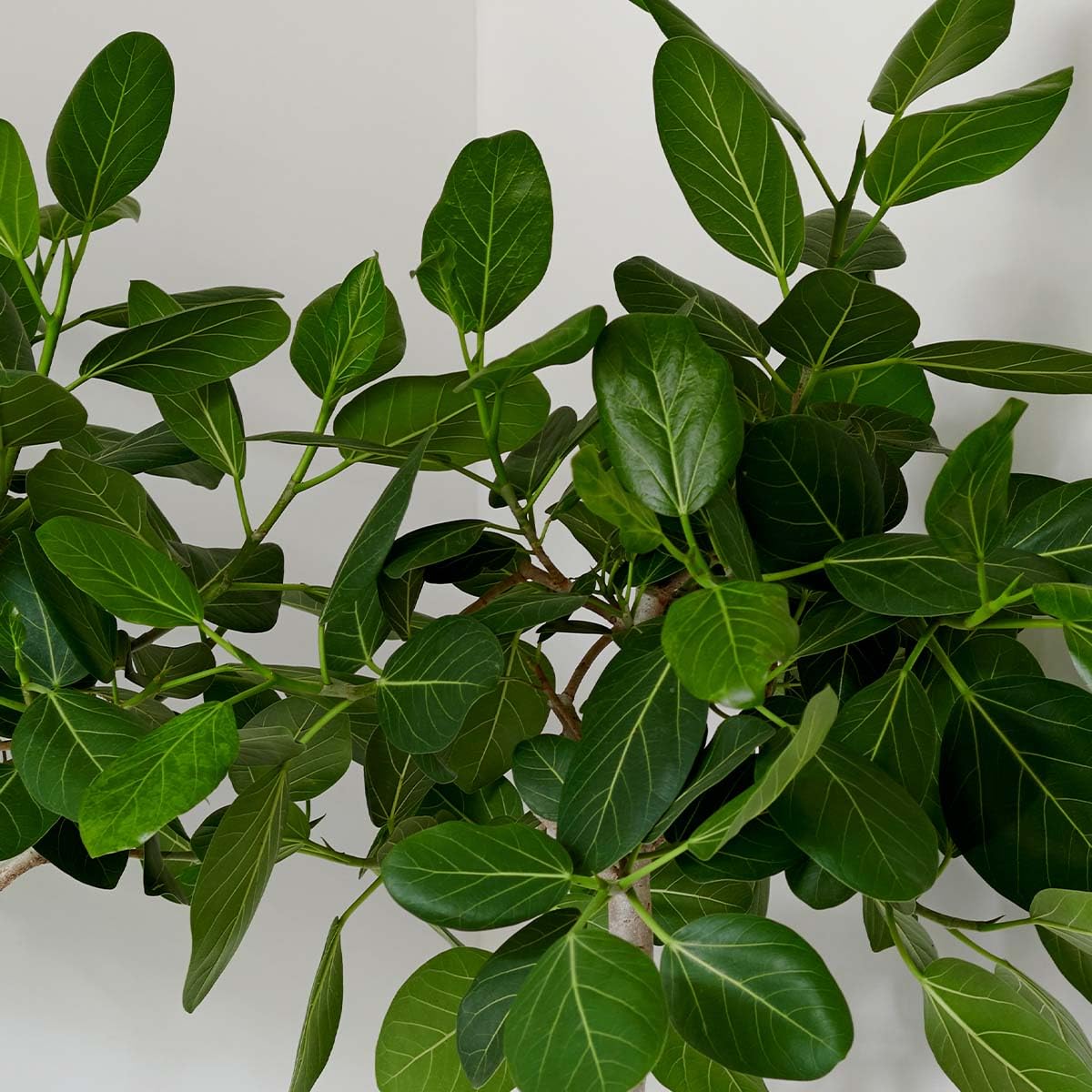 Bloomique Ficus Carica ‘Brown Turkey’ Figuier Arbre fruitier Rustique Hauteur 80-100 cm Pot 21 cm