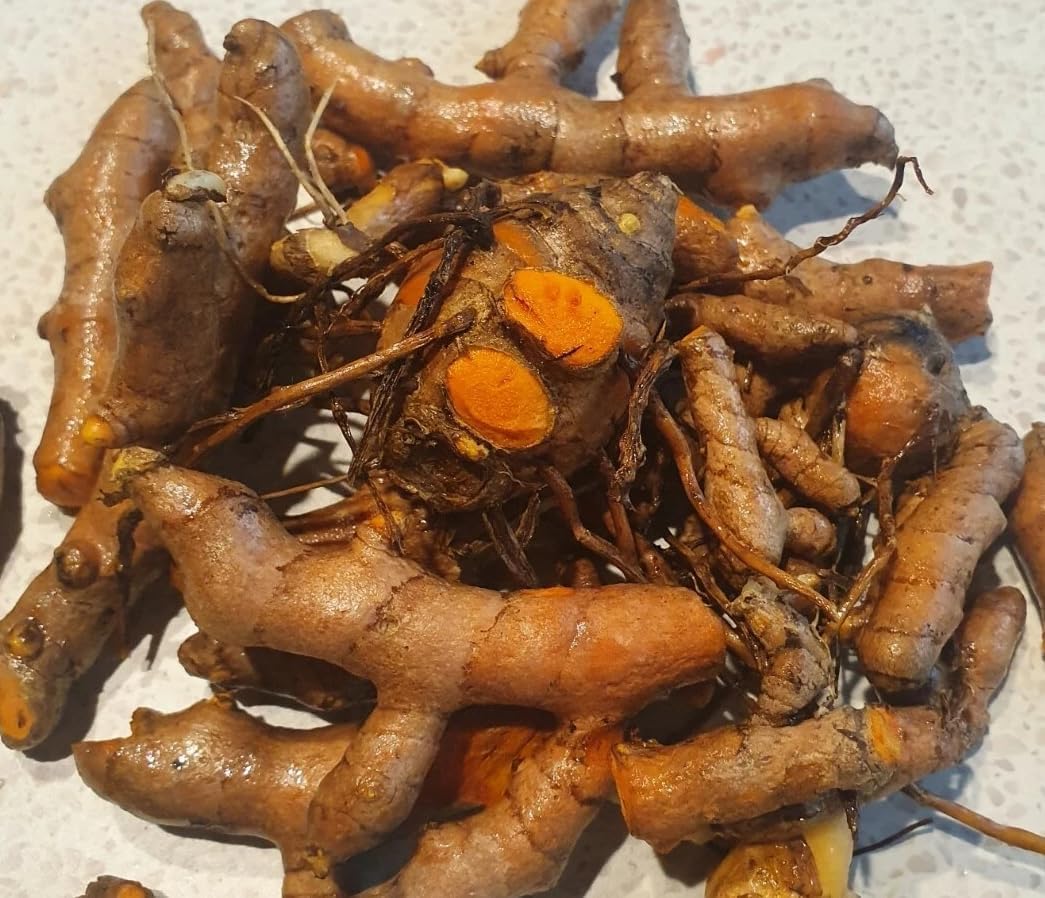 Pack of 4 Yellow Turmeric Plants Common Turmeric Variety, Fragant Turmeric Plants 4-7 Inch Tall