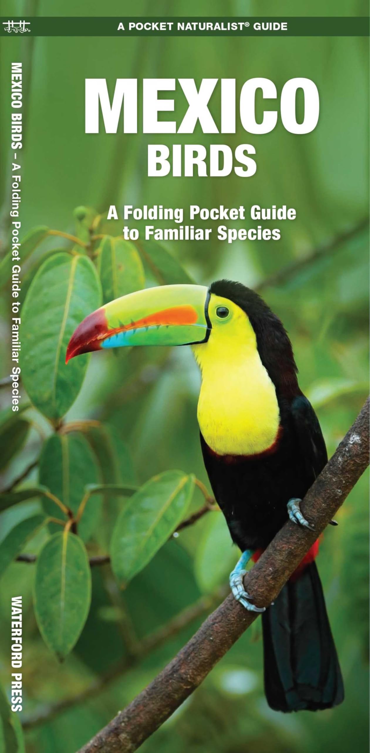 Mexico Birds: A Folding Pocket Guide to Familiar Species (A Pocket Naturalist Guide) (Pocket Naturalist Guide Series)