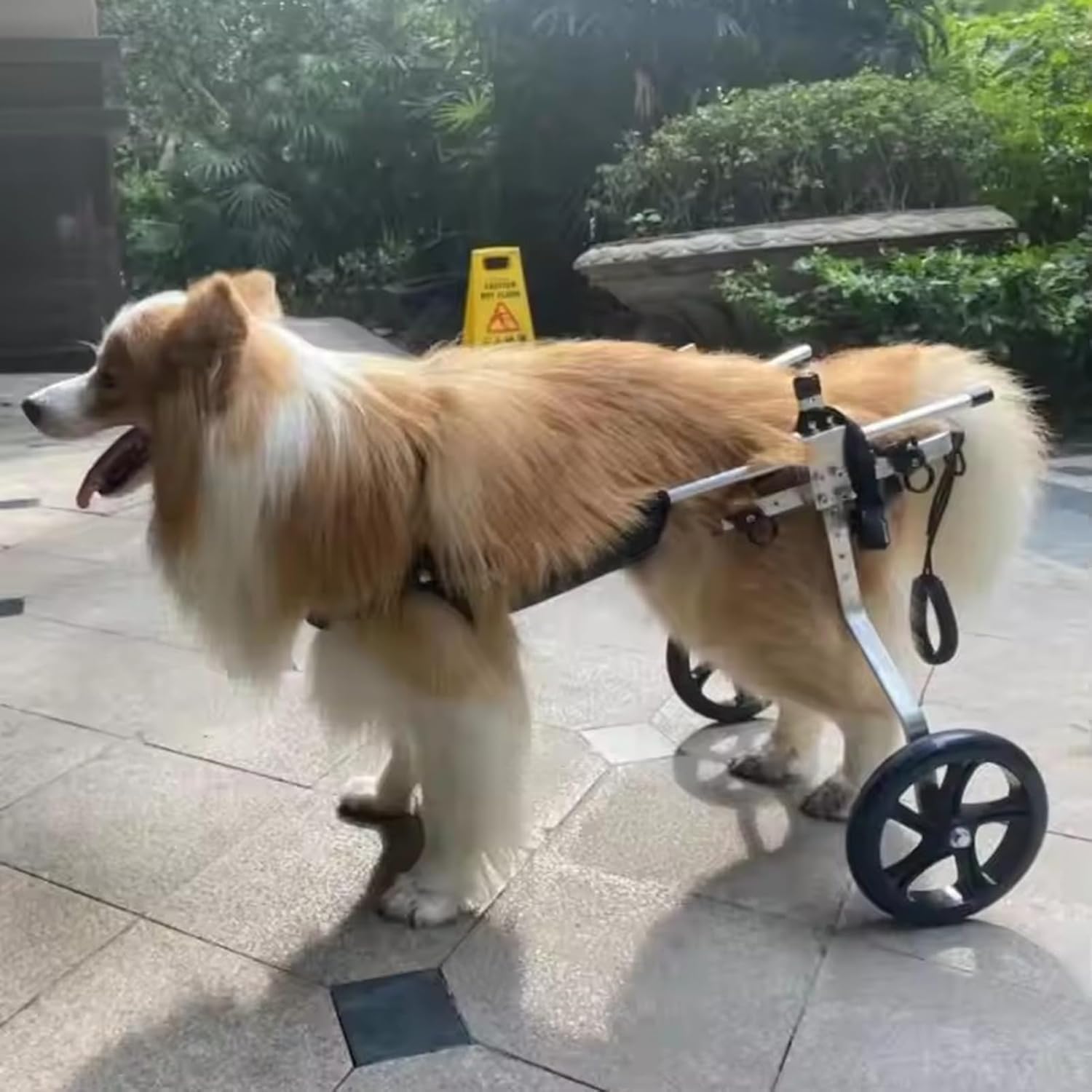 Fauteuil roulant pour chien handicapé 3XL aide à la marche train arrière blessé