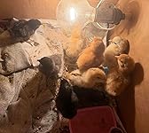 Review Image by Luis Telles