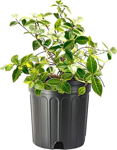 Jasmine Minima I Variegated Jasmine Minima I Plantas de 2 galones grandes I Trachelospermum Asiaticum Follaje único de dos tonos vivo para paisajes