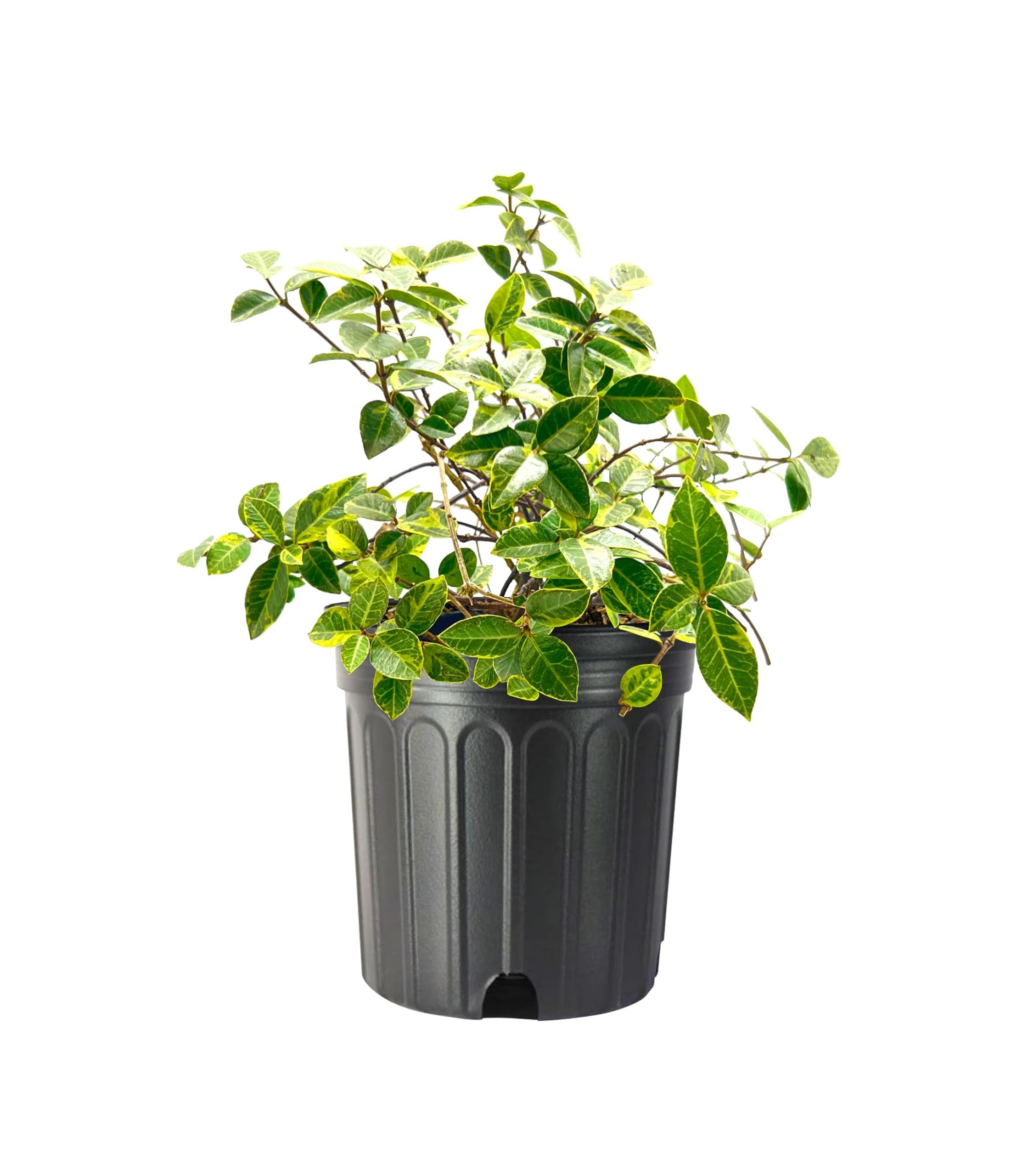 Amazon.com : Variegated Jasmine Minima I 3 Large Trade Gallon Size