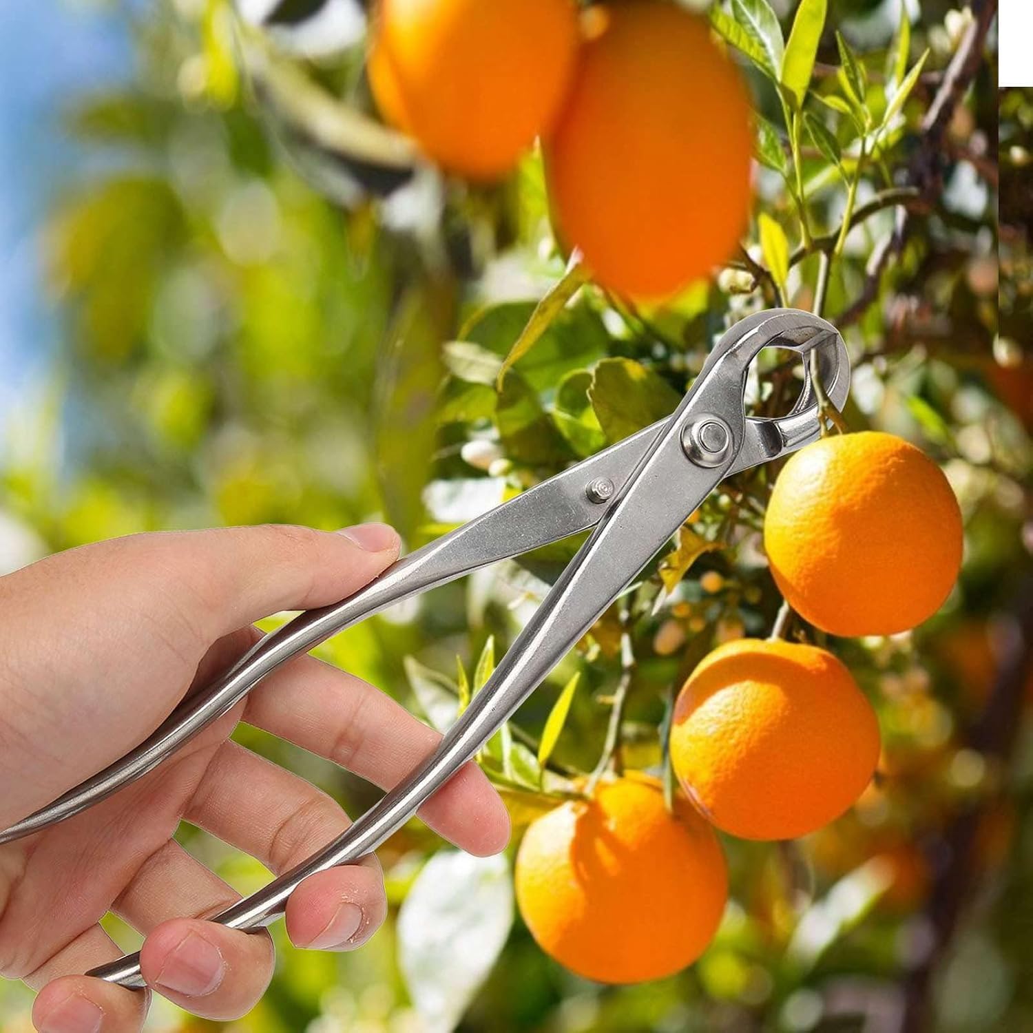 Bonsai Branch Cutter, 210mm Stainless Steel Pruning Scissors, Portable Professional Bonsai Branch Cutter, Gardening Bonsai Styling Tool