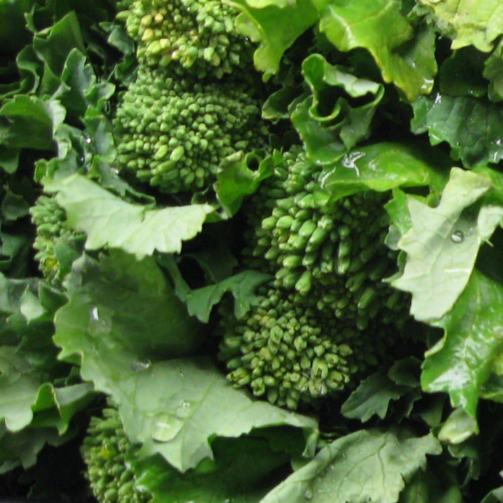Broccoli Raab Heirloom Great Vegetable Seeds by Seed Kingdom Bulk 1 Lb Seeds