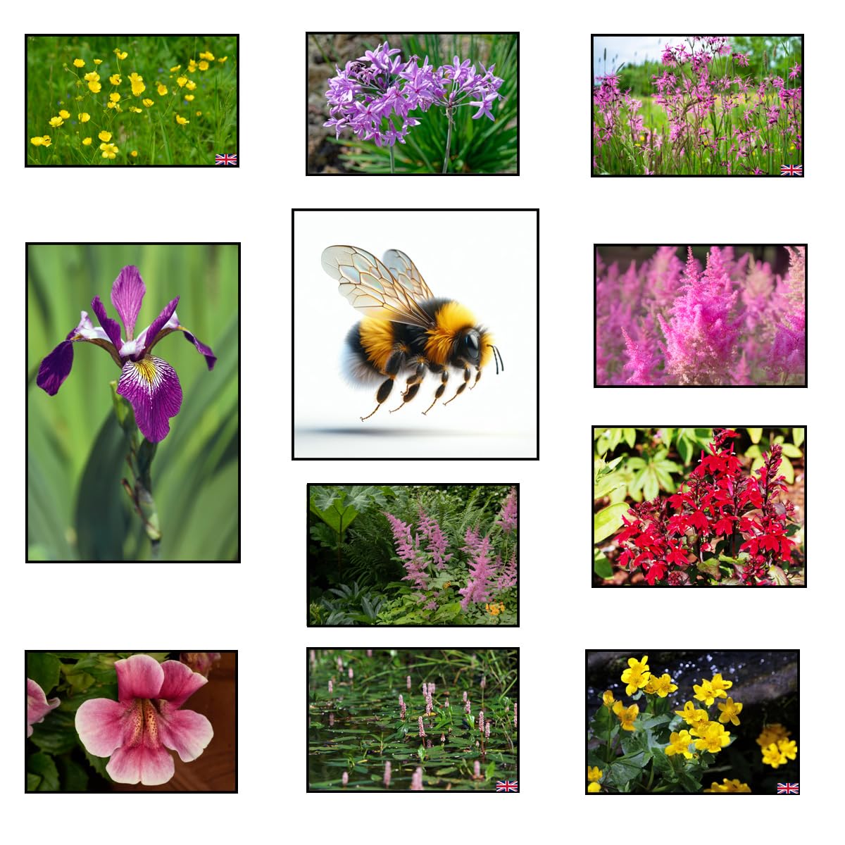 Lincolnshire Pond Plants Ltd Bee Marginal 8 Pack (Bareroot) โ image 1