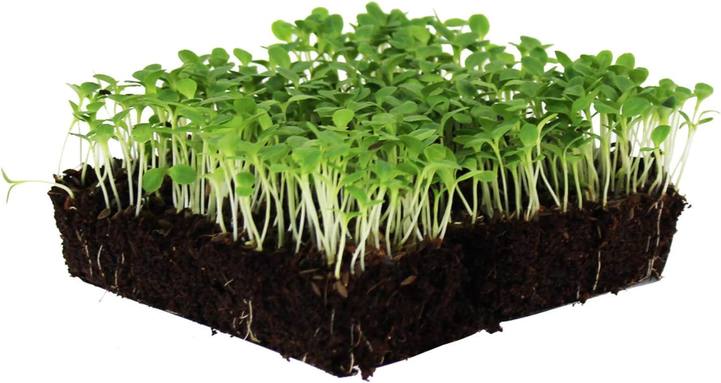 Waldmanns Green Lettuce Seeds: 5 Lb - Bulk, Non-GMO Vegetable Garden & Microgreens Seeds - Micro/Baby Salad Greens