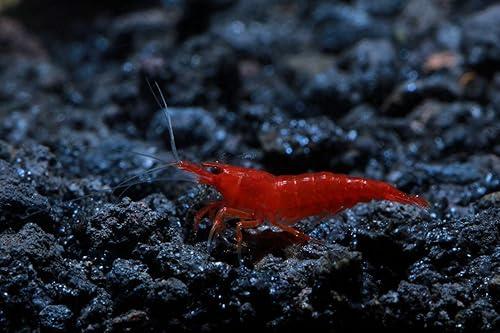 Miniatura 6 de Acuario vivo de agua dulce Camarones Neocaridina (Bloody Mary (paquete de 10))
