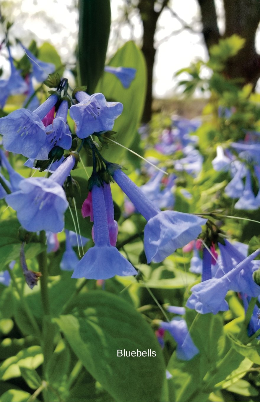 Bluebells: Journal (In The Garden)
