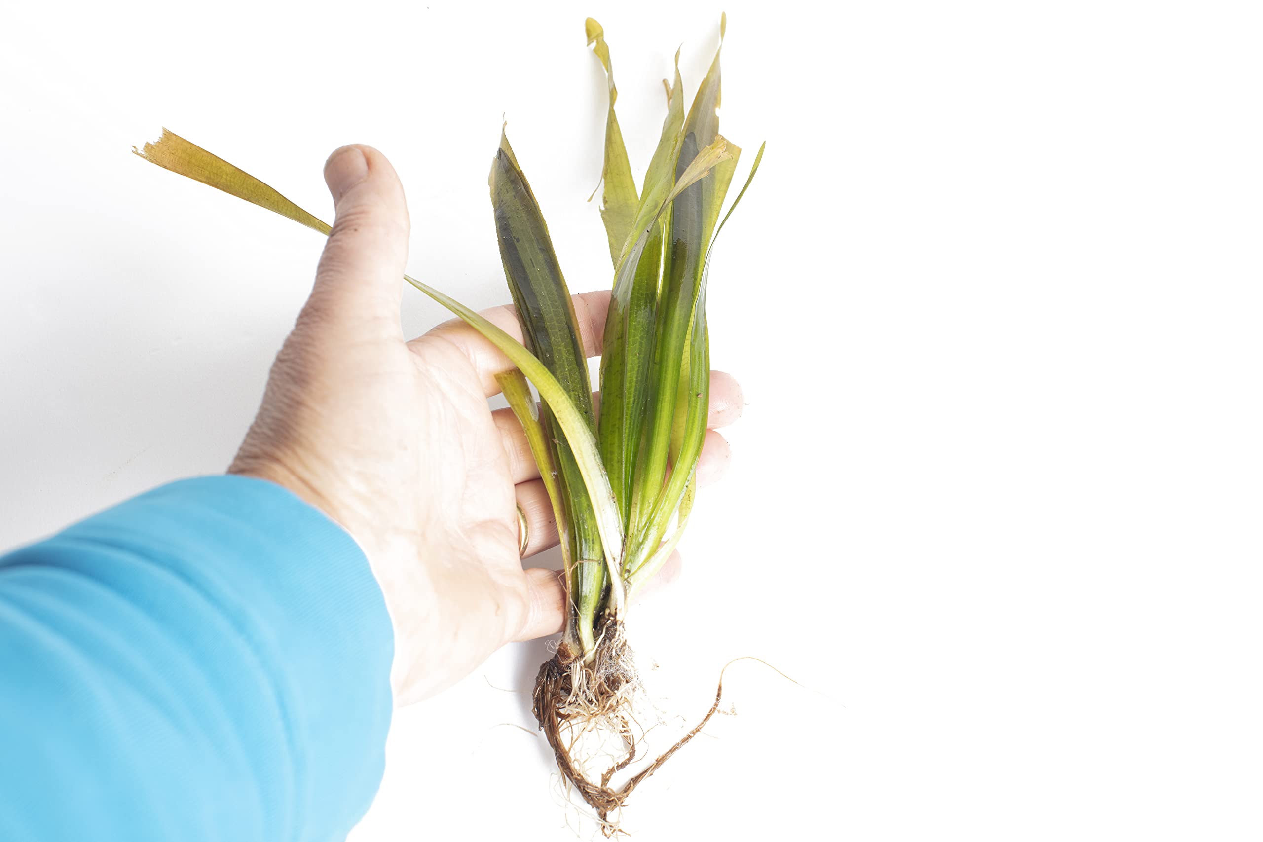 Lincolnshire Pond Plants Ltd - Vallisneria Americana VAR. Americana βRubraβ Live Aquarium Plant for Freshwater Tropical Tanks Aquascaping (3X Loose)