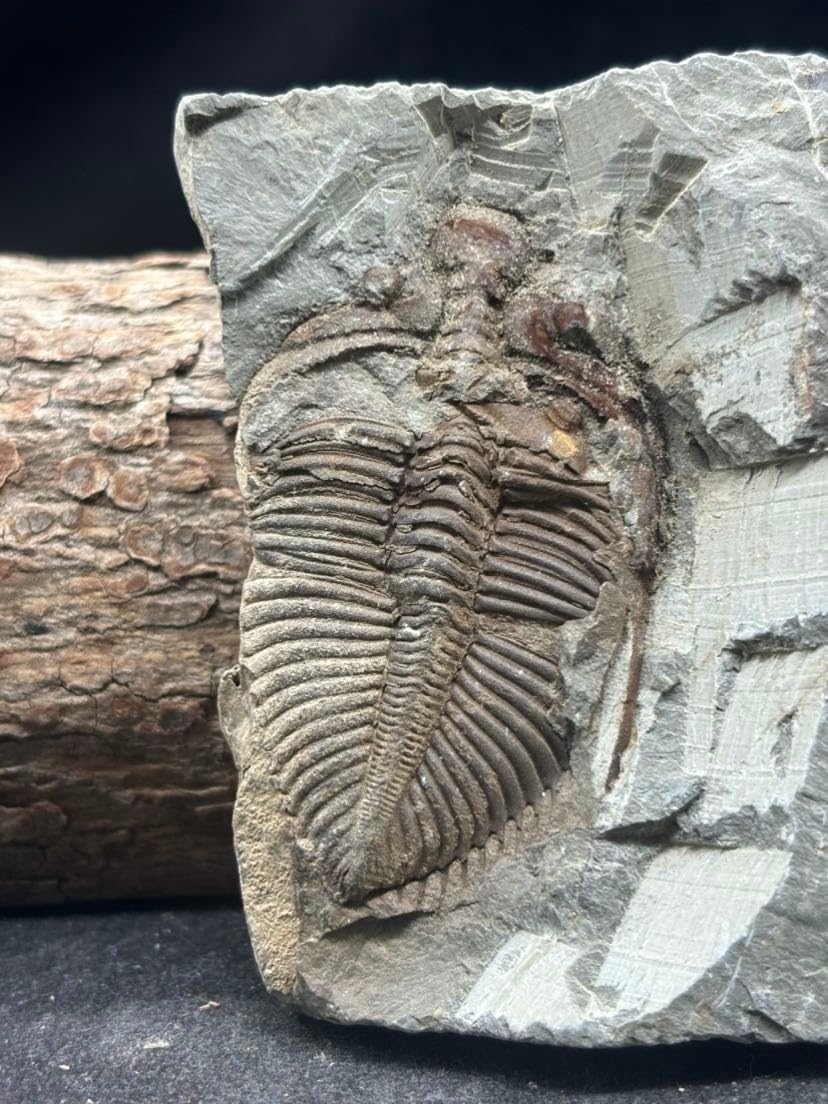 440 Million Year Old Silurian Coronocephalus Trilobite Fossil, Invertebrate Specimen, Single Item