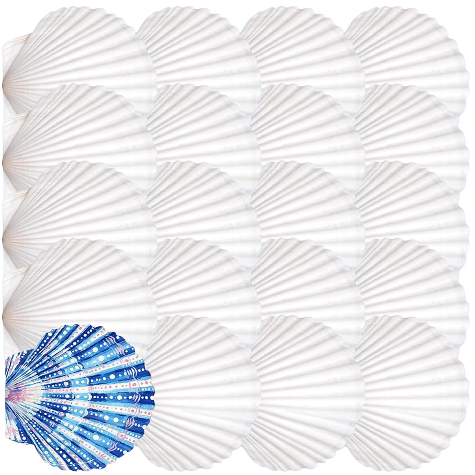 Mllepjdh 20Pcs Unfinished Natural White Seashells Paintable Natural White Shells for School Art Craft Project Cake Baking Decoration Cockle Casings for Baking