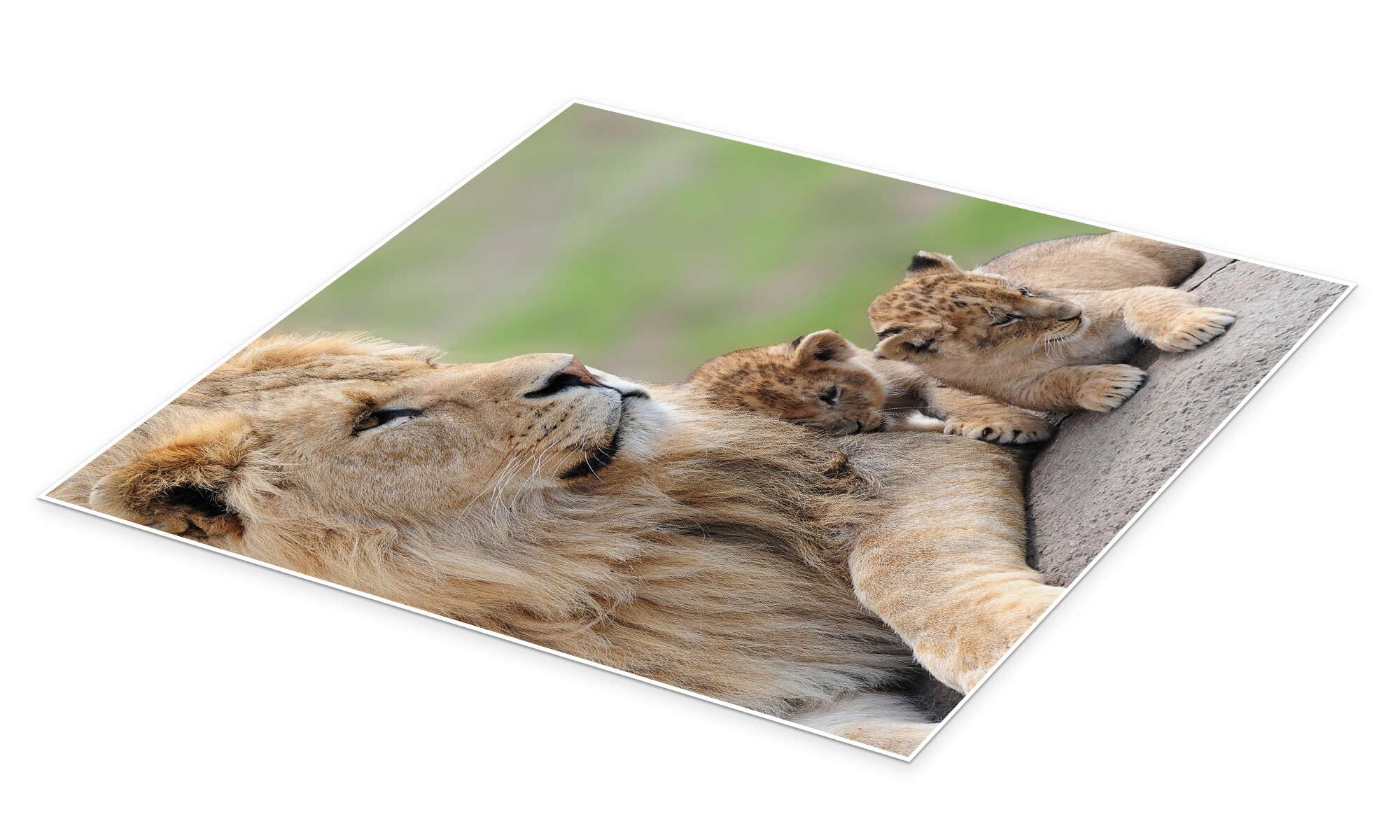 Posterlounge Leones jóvenes Póster | 100 x 100 cm Cuadros Decoración para la pared