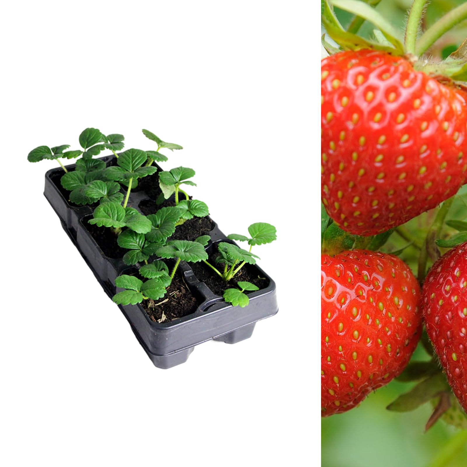 Carbeth Plants Strawberry Rowena Fruit Plant 6 Pack - Hardy Perennial Easy Grow Fragaria Bushes - Tasty Sweet High Yielding Outdoor Garden Fruiting Plants for Beds, Borders or Pots