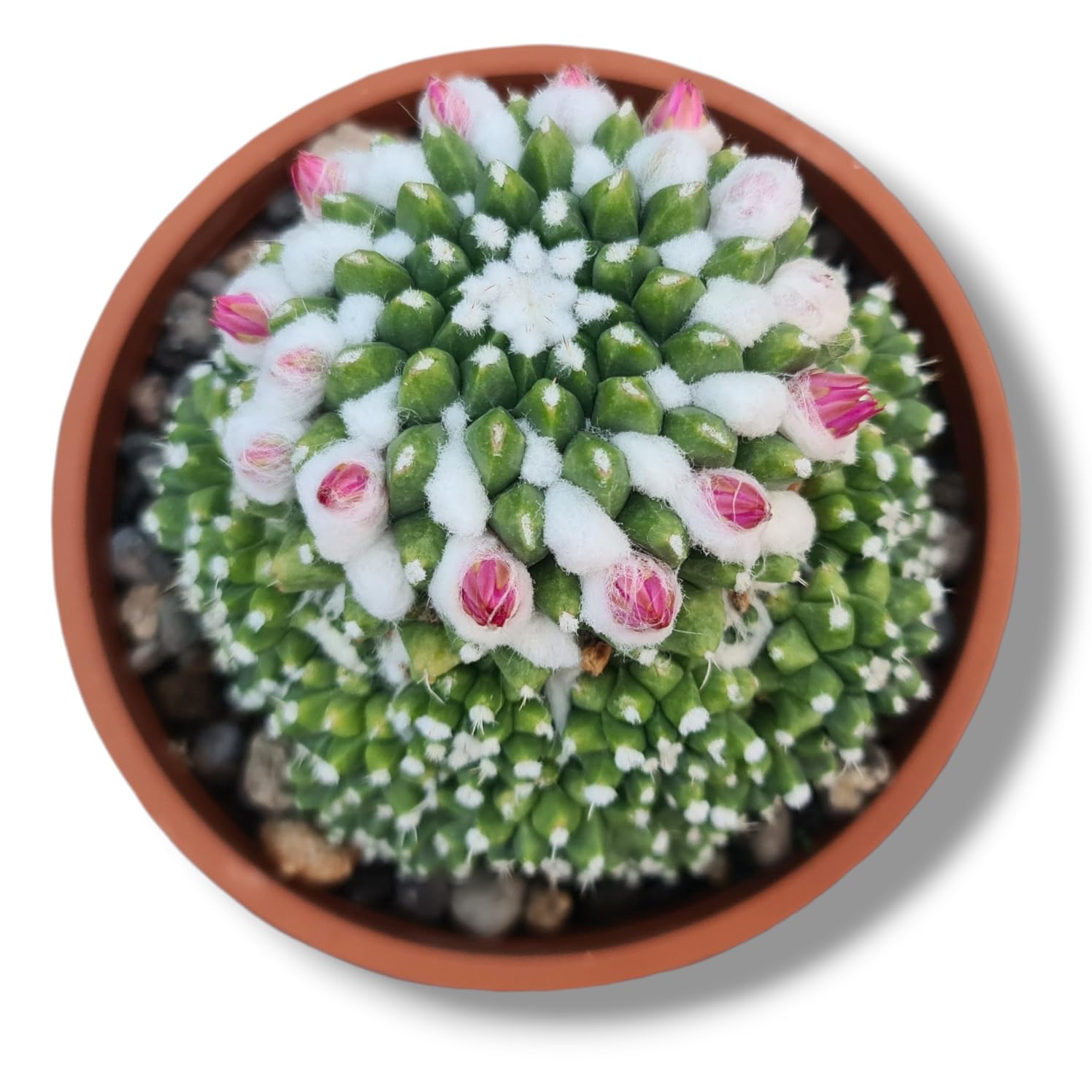 Samarth Cactus Mammillaria Compressa Esamu Japanese Cactus: Air Purifier Indoor Natural Rare Live Plant With Pot Striking Succulent For Living Room, Bedroom, Home Garden and Office Decor-image-43