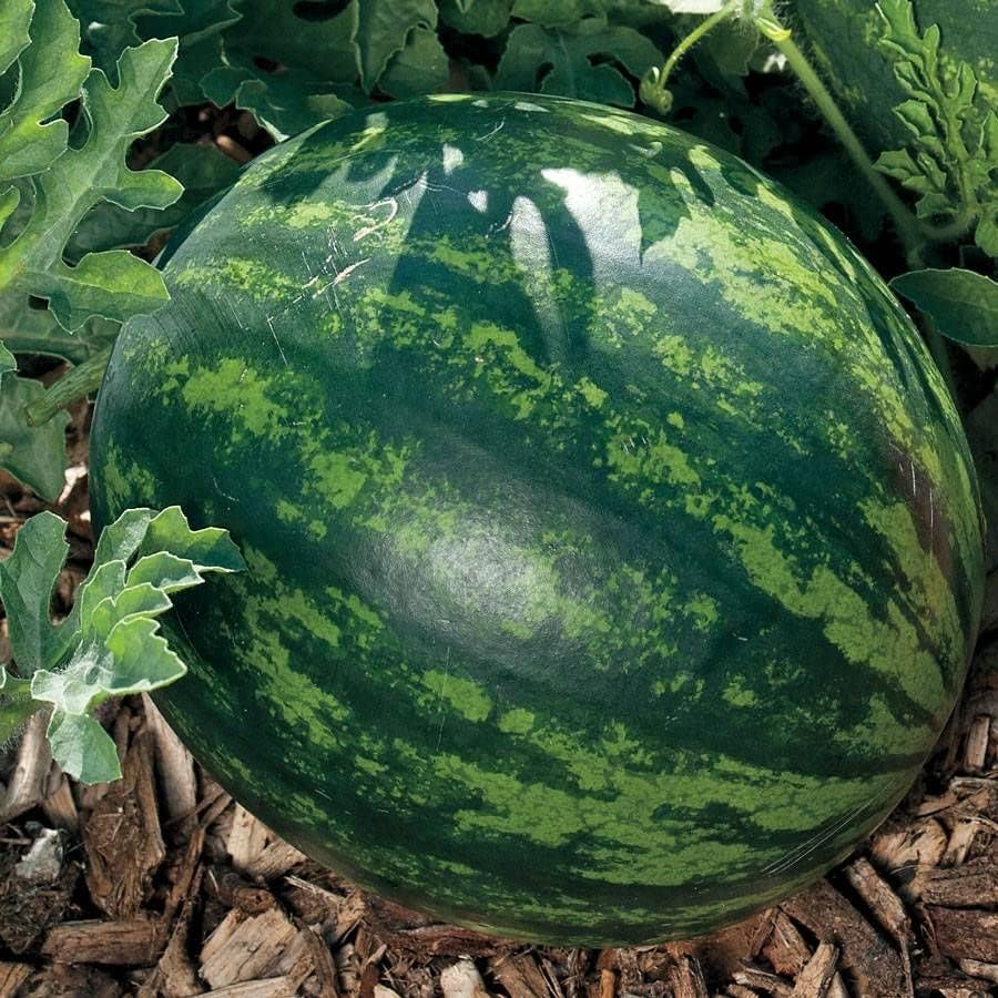 Park Seed Variety of Watermelon Fruit Seeds, Plant Seeds, Easy to Grow, Perfect for Harvesting, Mini Love Hyrbid, Pack of 10