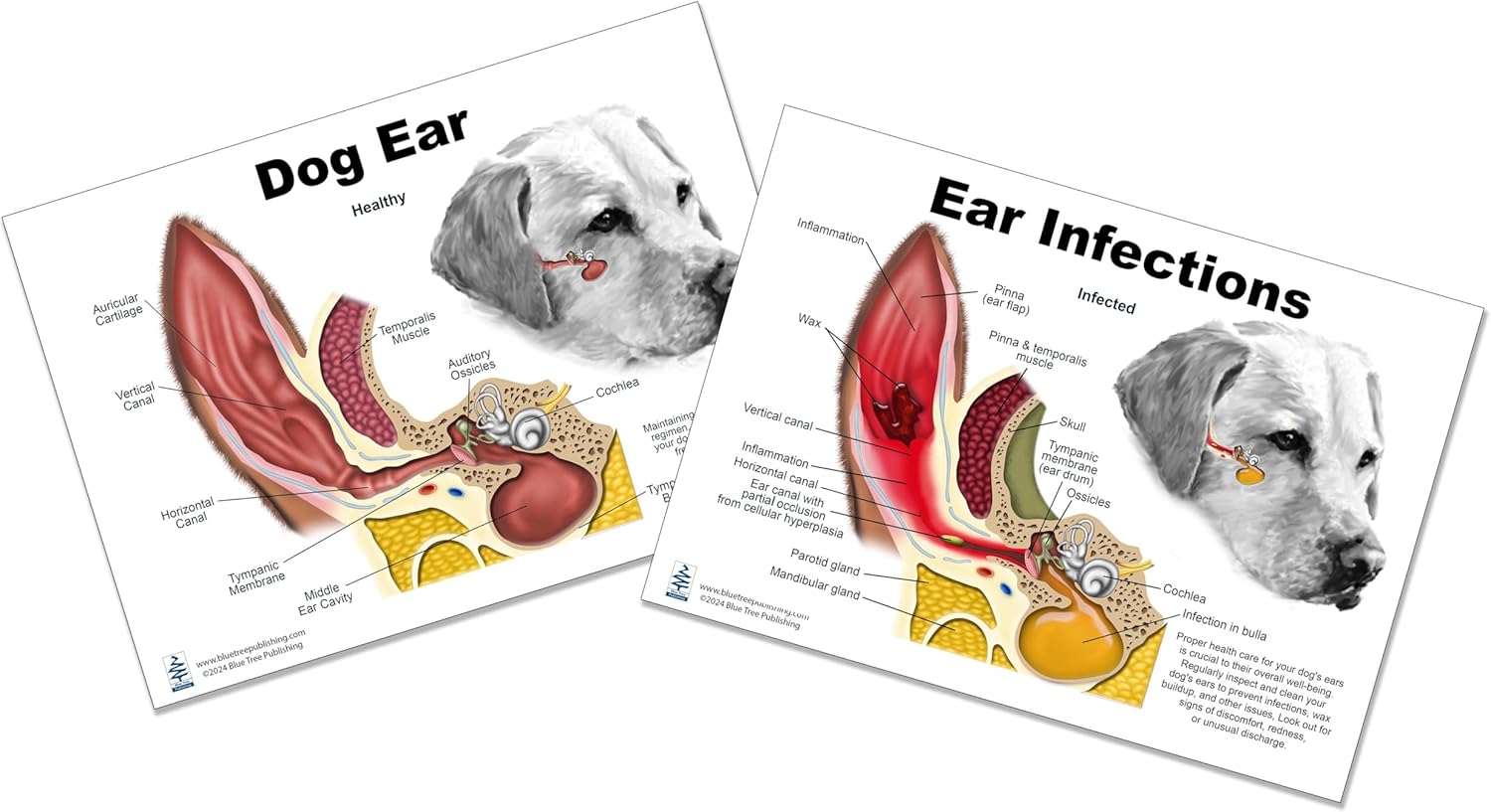 Blue Tree Publishing Dog Anatomy Chart Set with Ear Philippines Ubuy