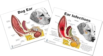 Blue Tree Publishing Dog Ear Infection Chart, Anatomy & Veterinary Physiology Canine 2 sided Charts A4 size - For Vet Nurses And Students