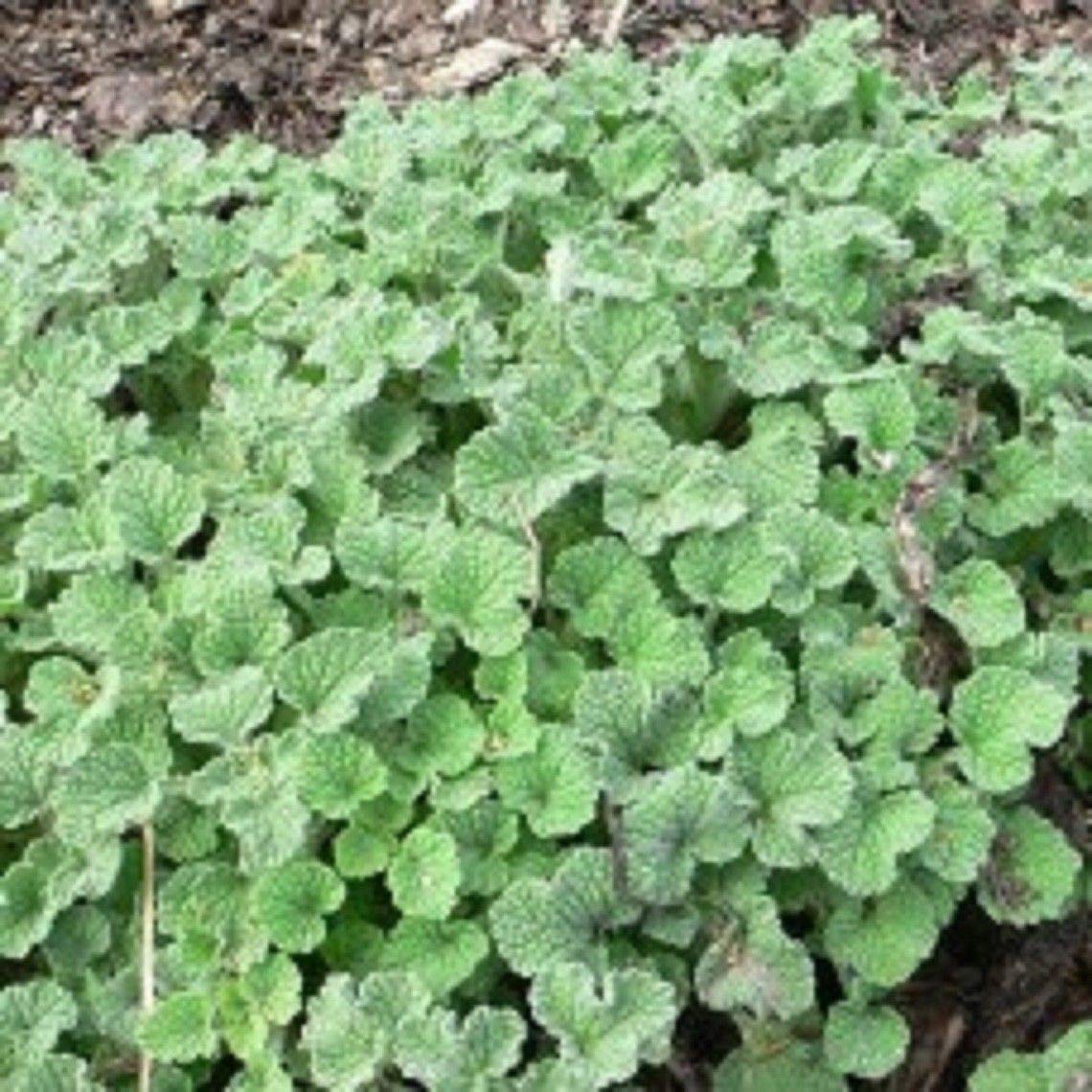 CRTGW Semi di erbe Horehound 600 Semi