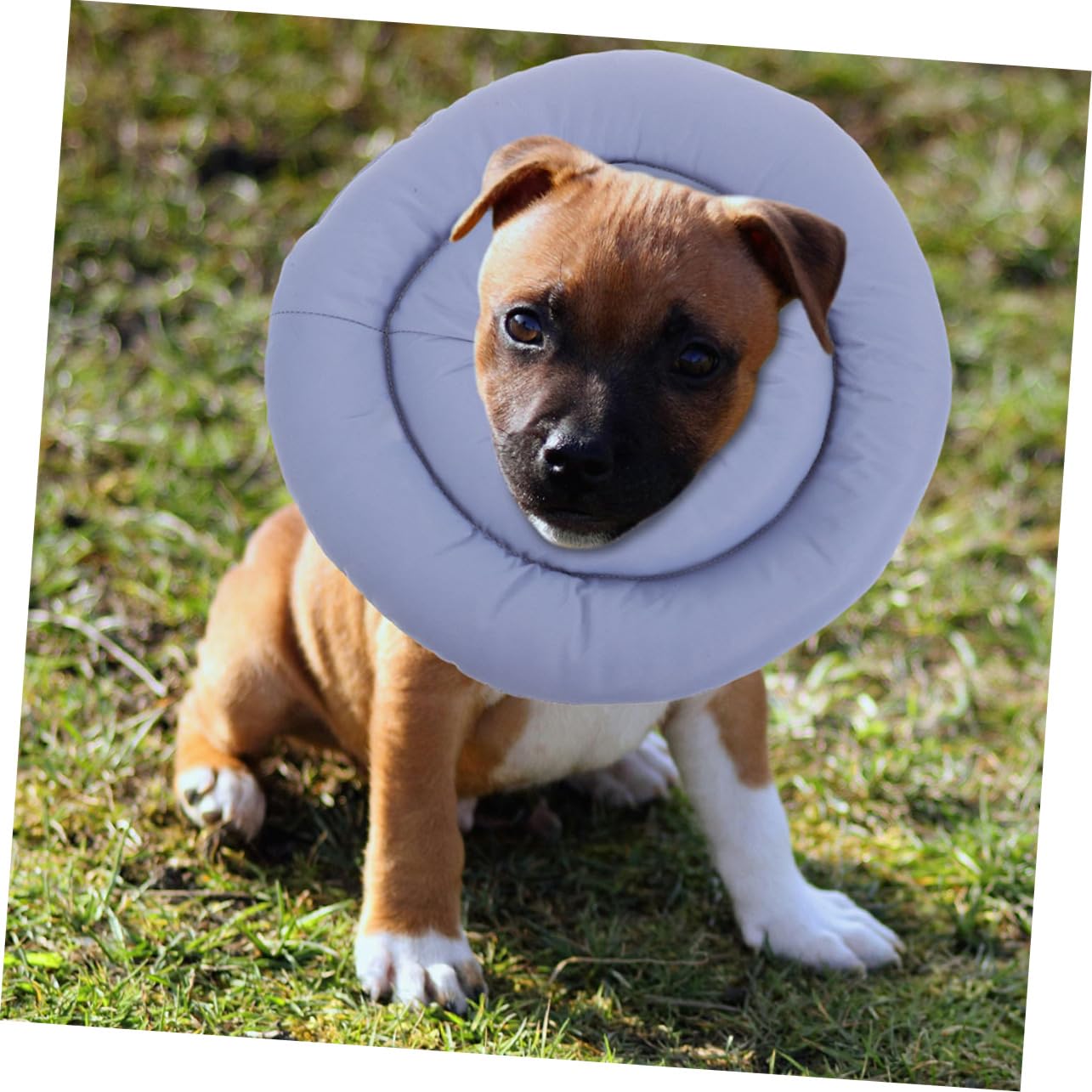 Toyvian Collare Elisabettiano per Cani e Gatti Cono Morbido per Recupero Post-operatorio Design Traspirante per Animali Domestici Regolabile