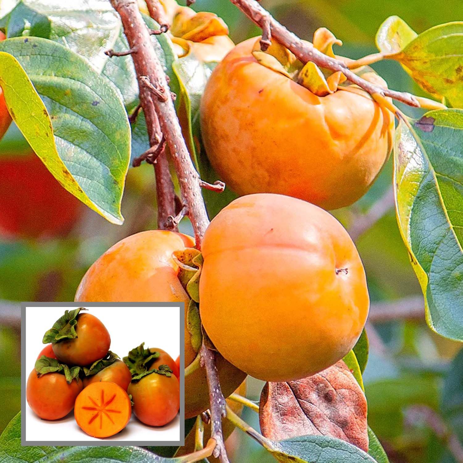 HAPING Eureka Persimmon Grafted Fruit Live Plant (2-3 Feet Height) (B0CYBZNKMM) Amazon Price History, Amazon Price Tracker