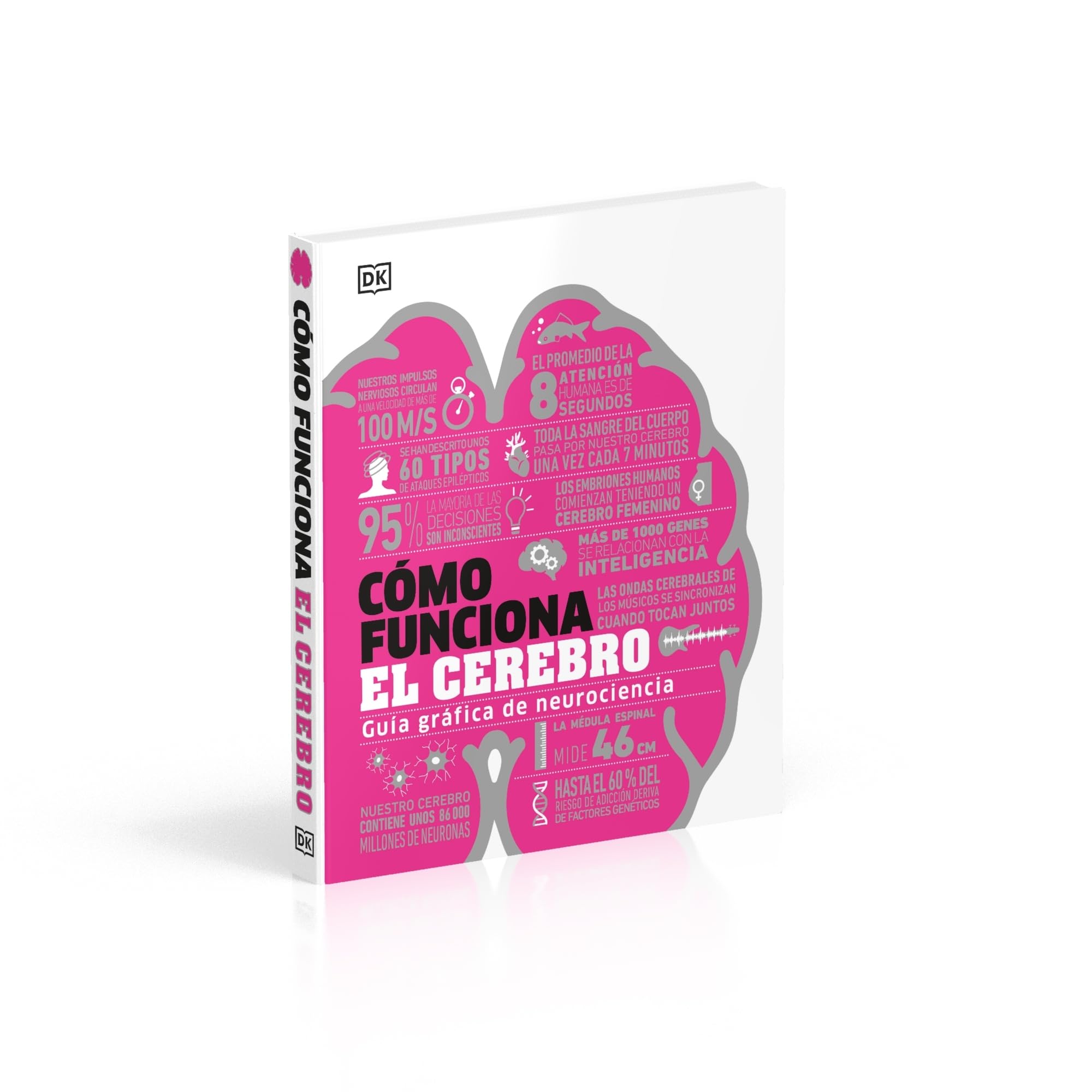 Cómo funciona el cerebro: Guía gráfica de neurociencia