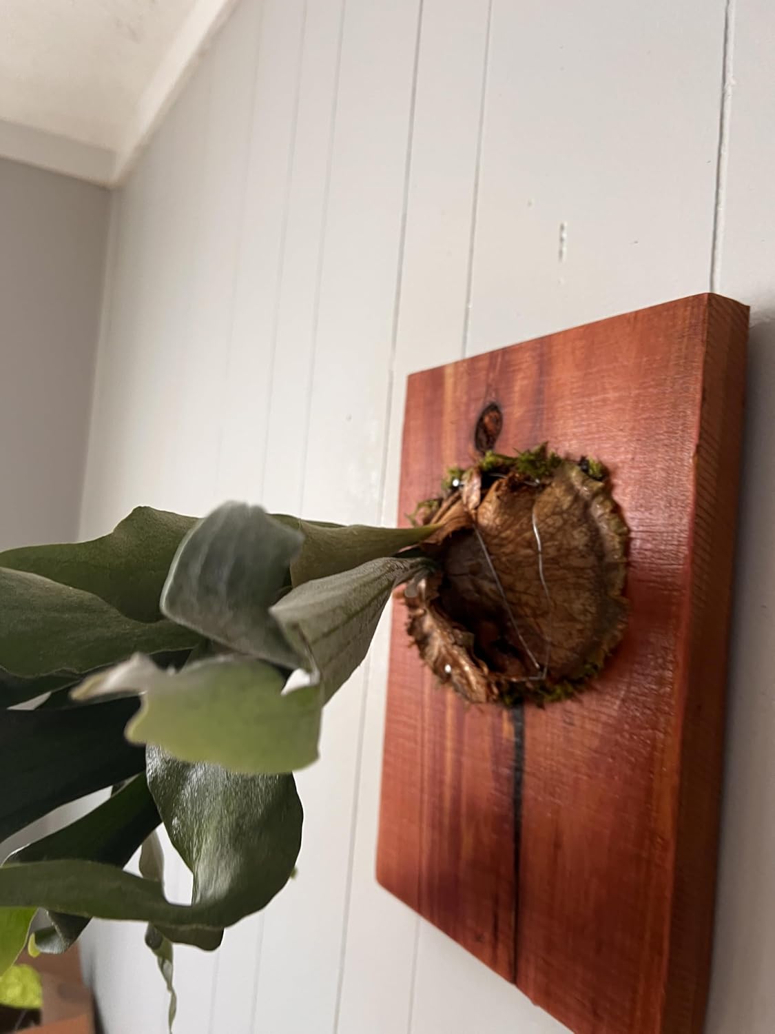 Mounted Staghorn Fern Wall Plaque, Handcrafted Cedar Wood Board, Indoor Living Decor