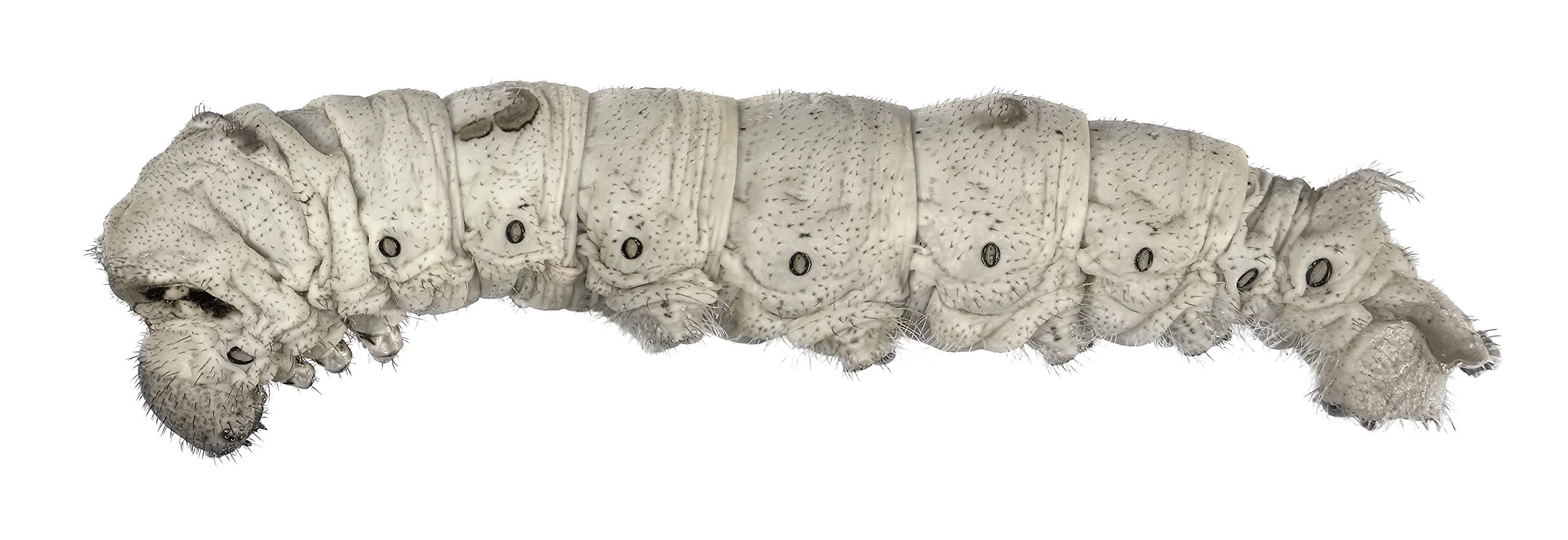 DBDPet's Premium Live Silkworms (1520) Chameleon, Bearded Dragon