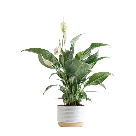 Costa Farms Peace Lily Plant, Live Indoor House Plant with Flowers, Room Air Purifier in Modern Clay Decor Planter, Houseplant in Potting Soil, Plant Lover or New Home Gift, Desk Decor, 15-Inches Tall