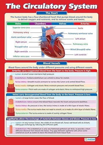 Daydream Education El sistema circulatorio Pósters de ciencia Papel brillante que mide 33 x 23.5 pulgadas Gráficos STEM para el aula Gráficos