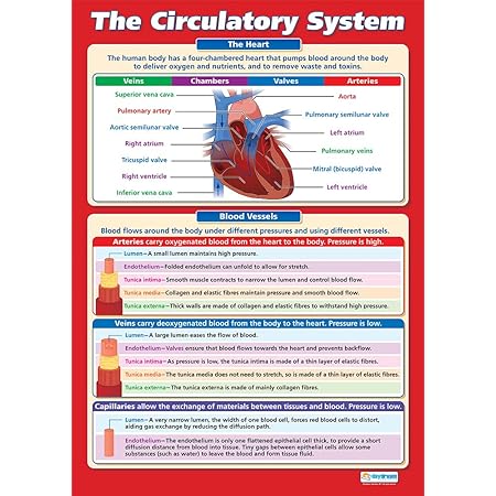 The Heart And Circulation Educational Poster - Extra Large 33x23.5 Inch Gloss Paper STEM Chart