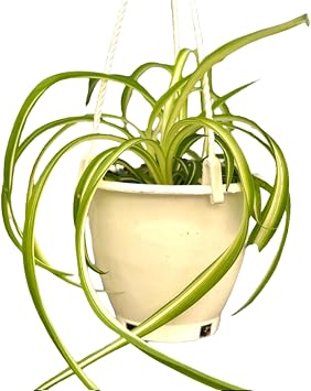 NYCitySucculents Spider Plant