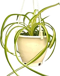 Spider Plant (Chlorophytum comosum) Live Plant in 4-Inch Pot - Easy Care...