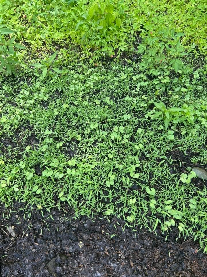 Miniatura 5 de Soggy Bottoms - Mezcla de semillas para parcelas de alimentos, 13 acre o 3 acres, una mezcla de nabos y trébol tolerante a la humedad, sobrevive