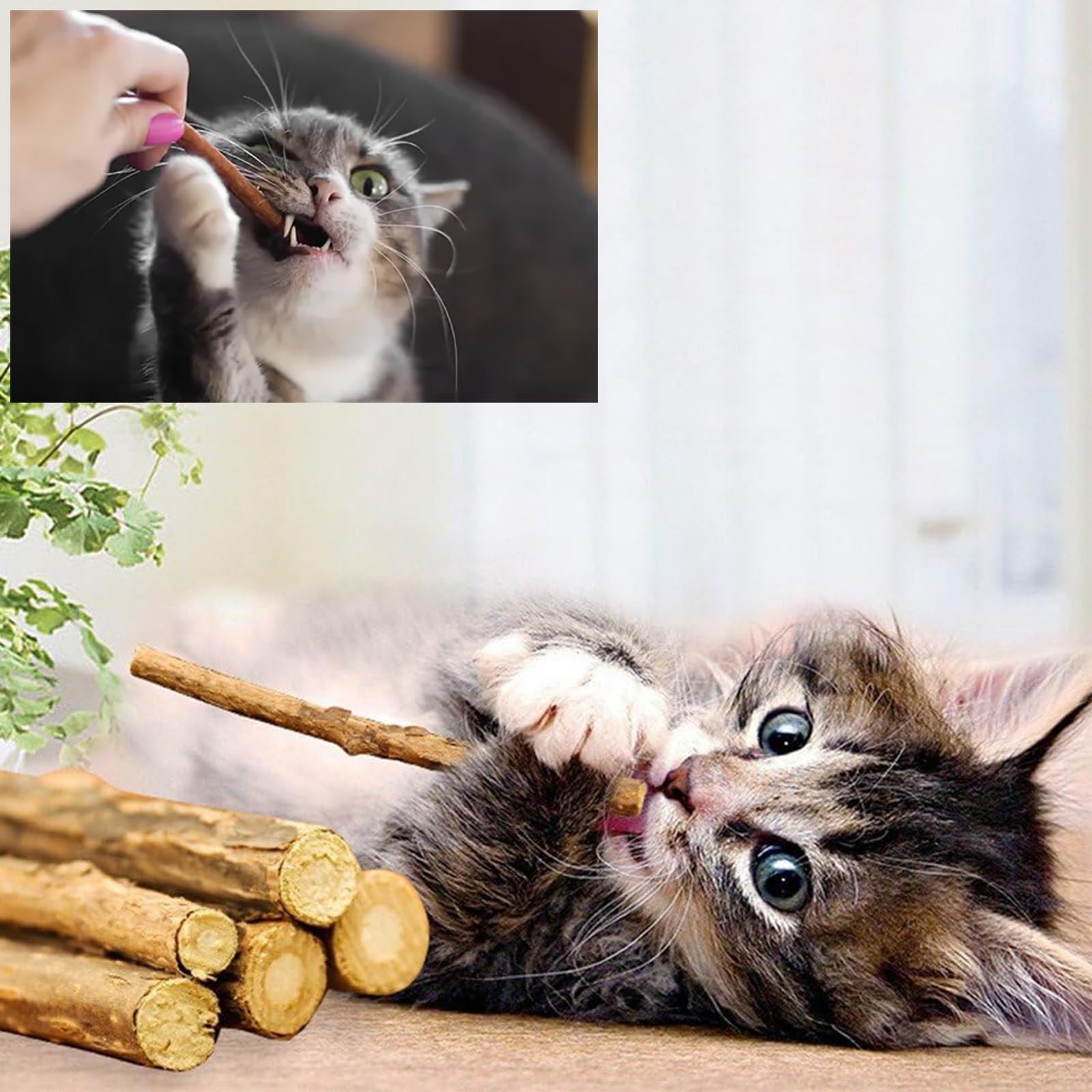 Bastoncini di Matatabi Silvervine Naturali per Gatti, Bastoncini Cura Denti per Gatti, Giocattolo di Erba Gatta, Bastoncini da Masticare per Gatti, Allevia La Tensione E L'Ansia Del Gatto, 30PCS