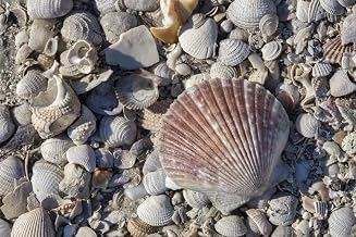Posterazzi PDDUS10JEN0654 Seashells, Honeymoon Island State Park, Dunedin, Florida, USA Photo Print, 18 x 24, Multi