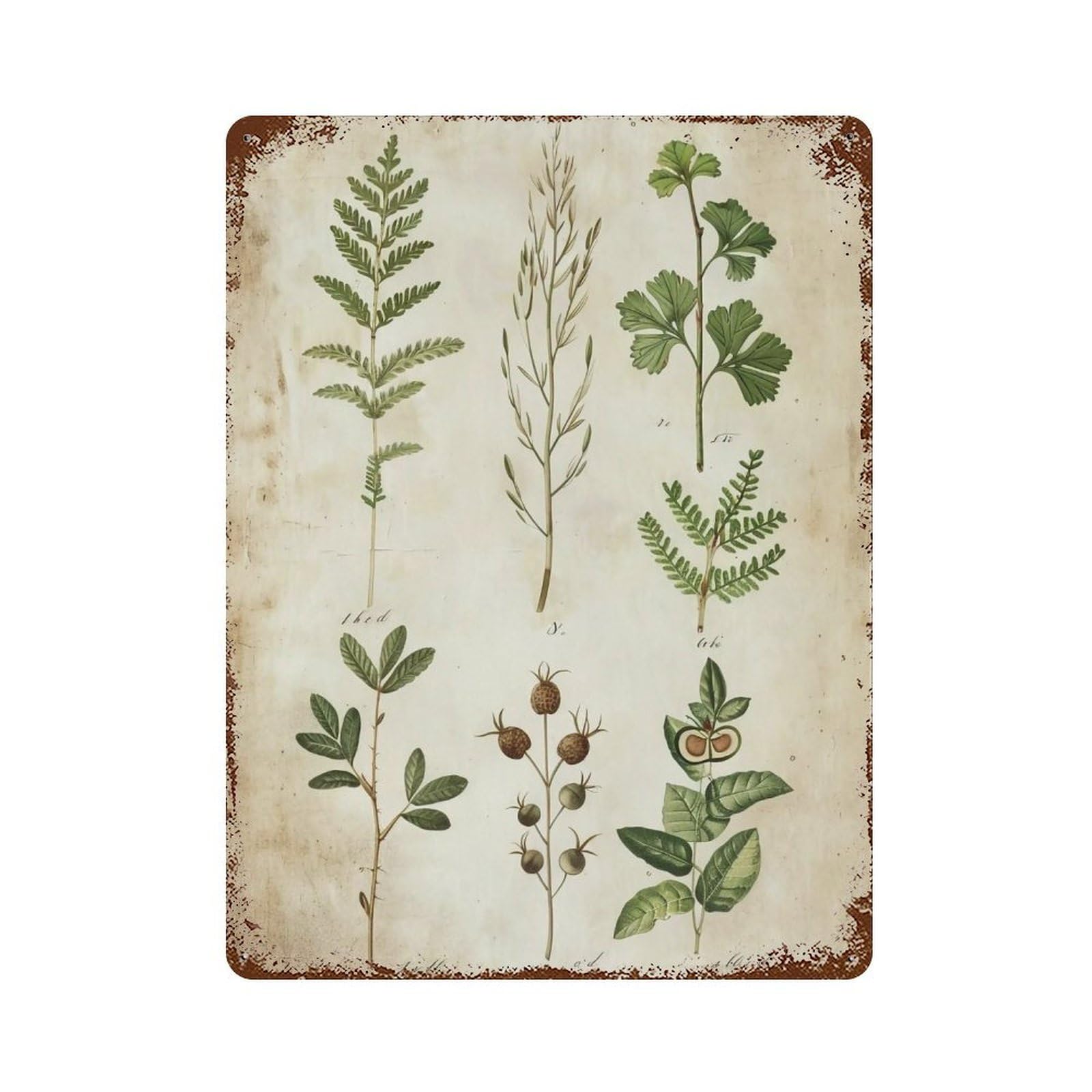 HDURYEYRYY Antique Herbal Botanical Specimen 01 Wall Retro Iron Vintage Art Metal Tin Sign Poster Modern Home Cofffee Club Art Bar Shop Decor 40x30cm