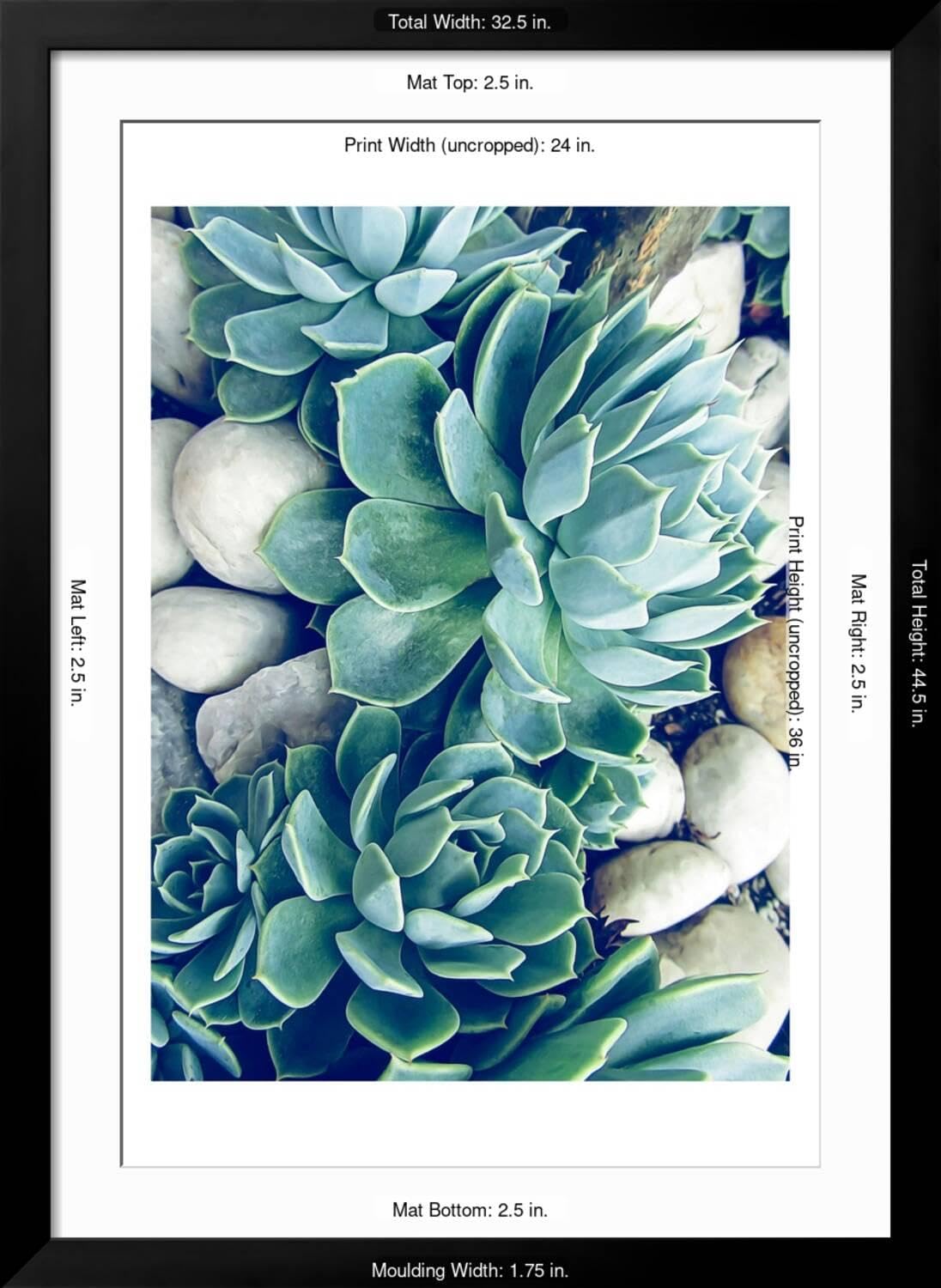vinca plant seeds Vinca Seeds Vinca Virtuosa Raspberry 25 Seeds Flower Seeds